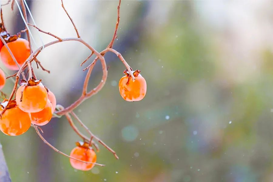 霜起柿子红,许你事事如意