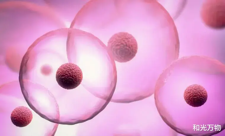 生物学 人类细胞为什么不会继承父母的年龄？科学家：生殖细胞会“归零”！