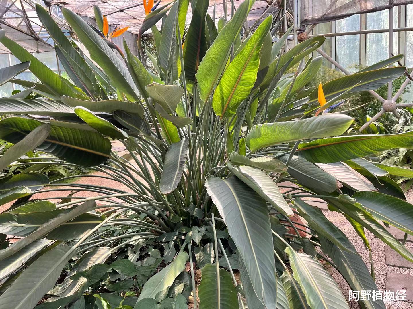 |家居养鹤望兰，除了要有大空间，种植还得注意“5大事项”才开花