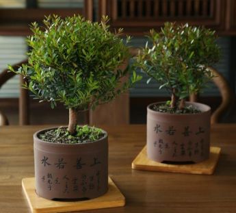 这六种盆栽漂亮又好养，能净化空气放在办公阳台，都是不错的选择