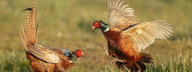 时小慢慢 东北野鸡泛滥成灾，多到撞墙，为什么吃货都无能为力？