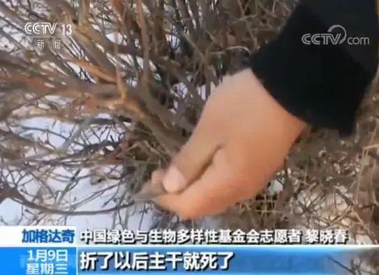 男子花100元买盆花，警察半夜找上门，结果悲剧了