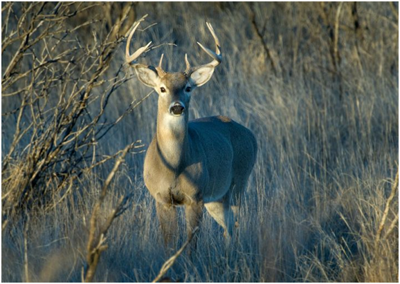 核聚变 美生物实验室又漏了？得州出现致命“食脑”疾病，民众慌了