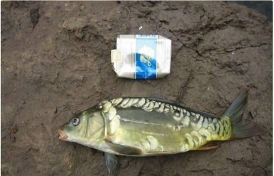 梓琪育儿说|外来鱼种引发黄河危机,它们与土著鱼杂交,把关系搞得乱七八糟