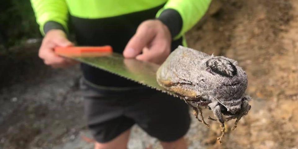 flyaway 世界上最重的飞蛾，它太大了以至于不能正常飞行