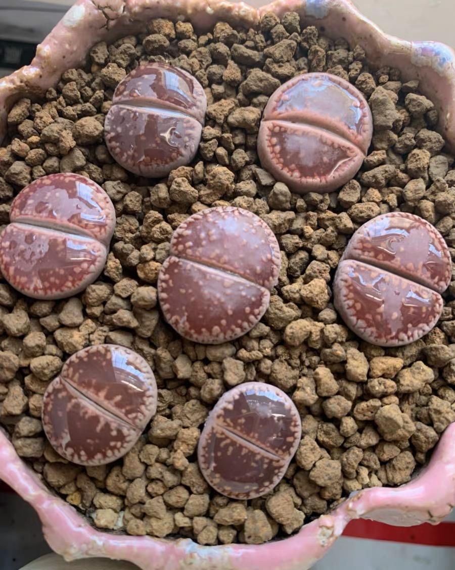 说说家装那点事儿|多肉品种这么多！你最喜欢哪个品种？多肉不要乱养，先选对品种