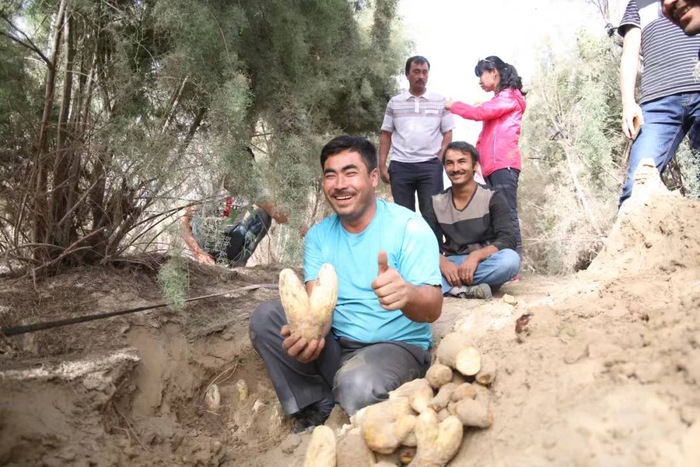 西域苁蓉 沙漠中的瑰宝——寄生植物肉苁蓉