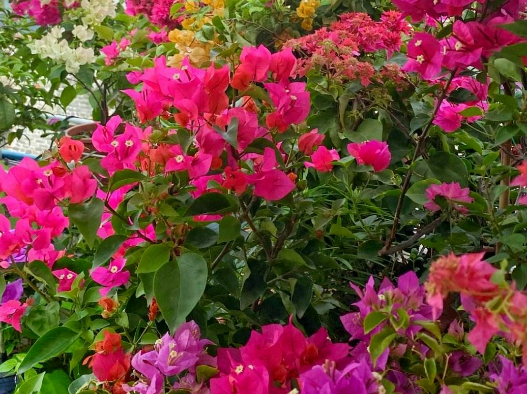 这4种植物,南方遍地都是,北方却怎么都养不活