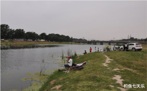 鲤鱼|将钓鱼人统统赶走，不能解决问题！山东高密呼吁钓鱼人留在水边