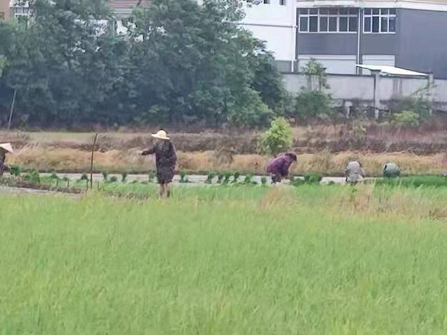 岳阳广电 华容县农业老专家冒雨插秧缅怀袁隆平