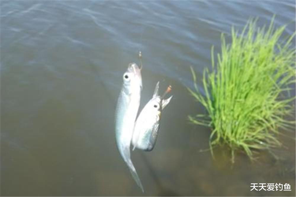 水皮|手竿拉白条，最好钓水皮，当飞铅钓遇上钓行程，一个小时三四斤！