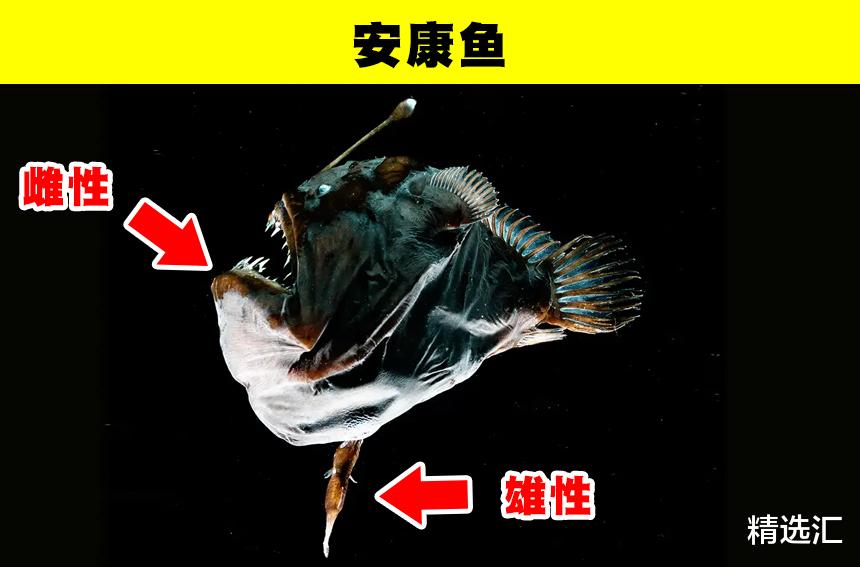 雄性和雌性长相差异巨大,看起来像不同物种的9种动物