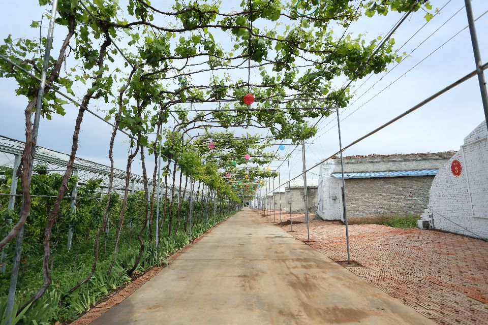 陕西蜗牛 铜川大樱桃成熟上市，快来体验采摘乐趣