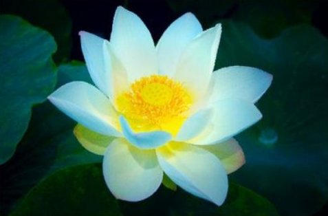 星临天下|9月下旬，喜鹊报喜，4属相吉星照耀，财源滚滚，生活锦上添花