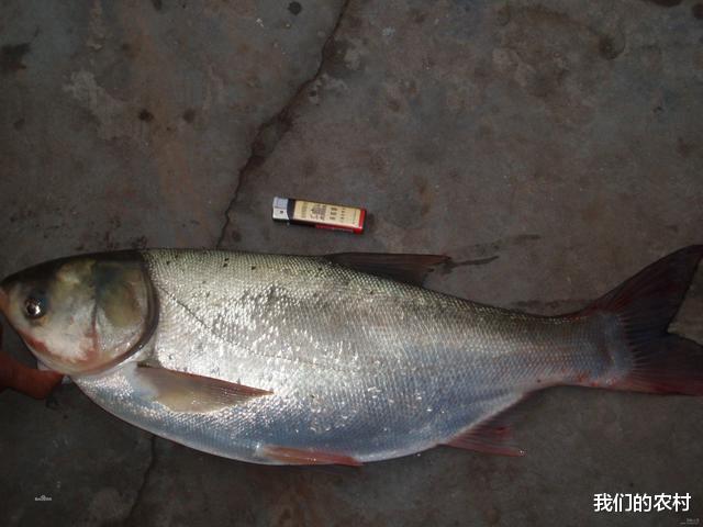 |一位钓友说，他钓鲢鳙特别厉害，用这几个小技巧在当地没人比得上