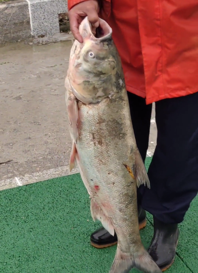 山西省 山西洪水过境，40斤大鱼被水草缠住，小伙下河捞起，网友：放生吧