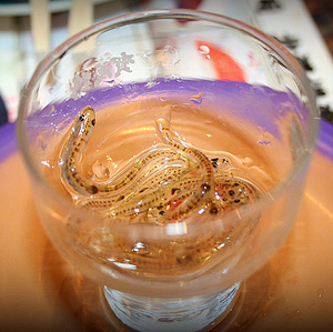 久见菌菌|将青蛙榨成汁喝掉?秘鲁经典热卖饮品,真的有强身壮阳的功效吗?