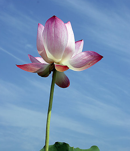 星临天下|未来30天里，4属相喜事上门，赚钱多多，生活富裕安康