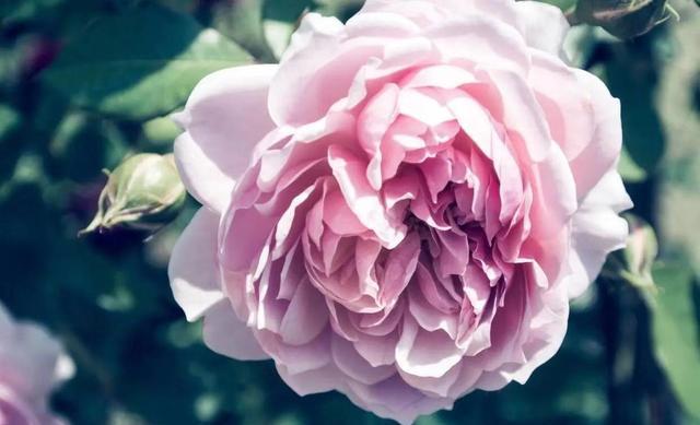 陶莉点评 4月底5月初天赐良缘，喜鹊报喜3星座，苦尽甘来幸福了