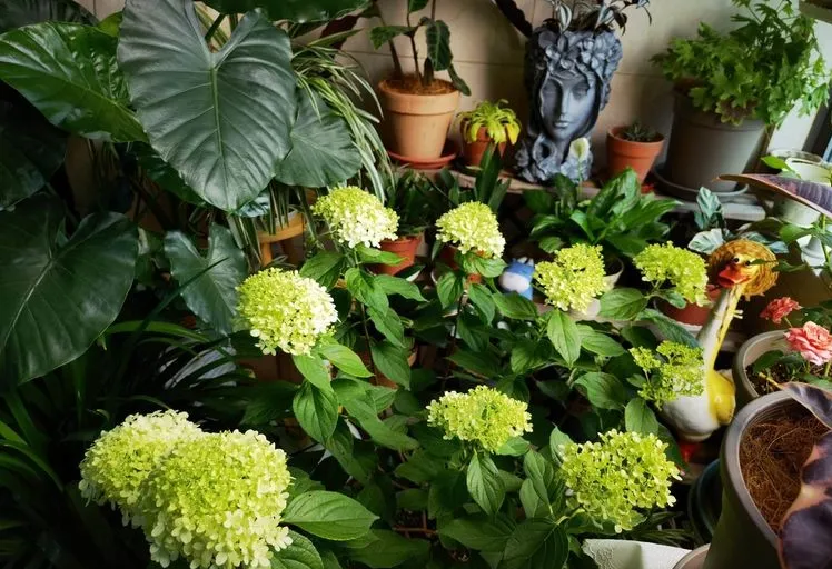 6㎡封闭阳台造花园，1寸空间也不浪费，不出门也能看风景