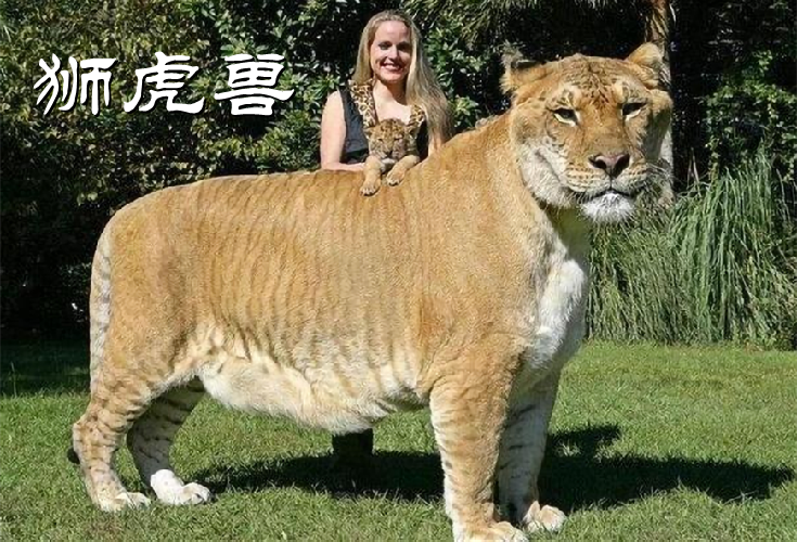 老虎|古代传说中的“彪”是什么？能捕杀老虎，2005年后我国仅拍到3次