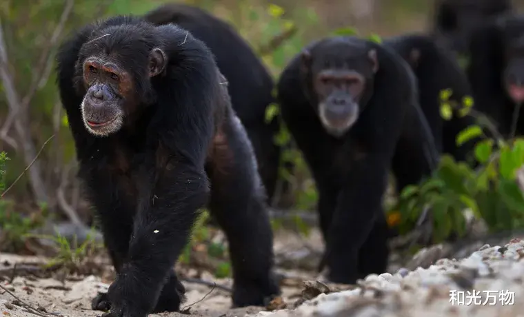 科学家 黑猩猩首次杀害银背大猩猩，还吃掉一只，科学家：或气候暖化引发！