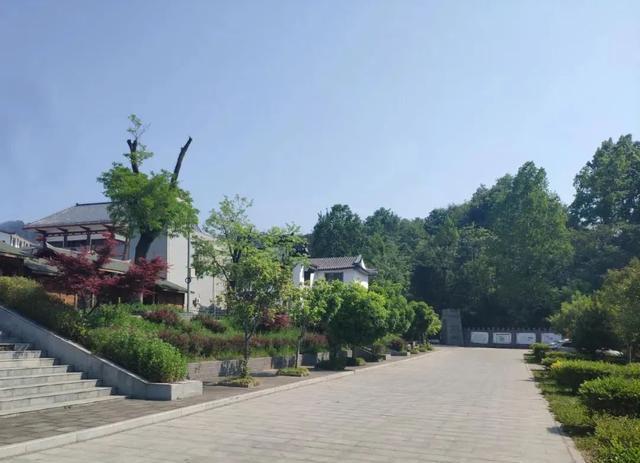 绝情的雁 抓住手边的春色，快来咱商洛人身边的茶园采茶、品茗吧！