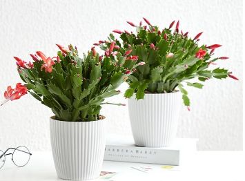 这六种盆栽漂亮又好养，能净化空气放在办公阳台，都是不错的选择