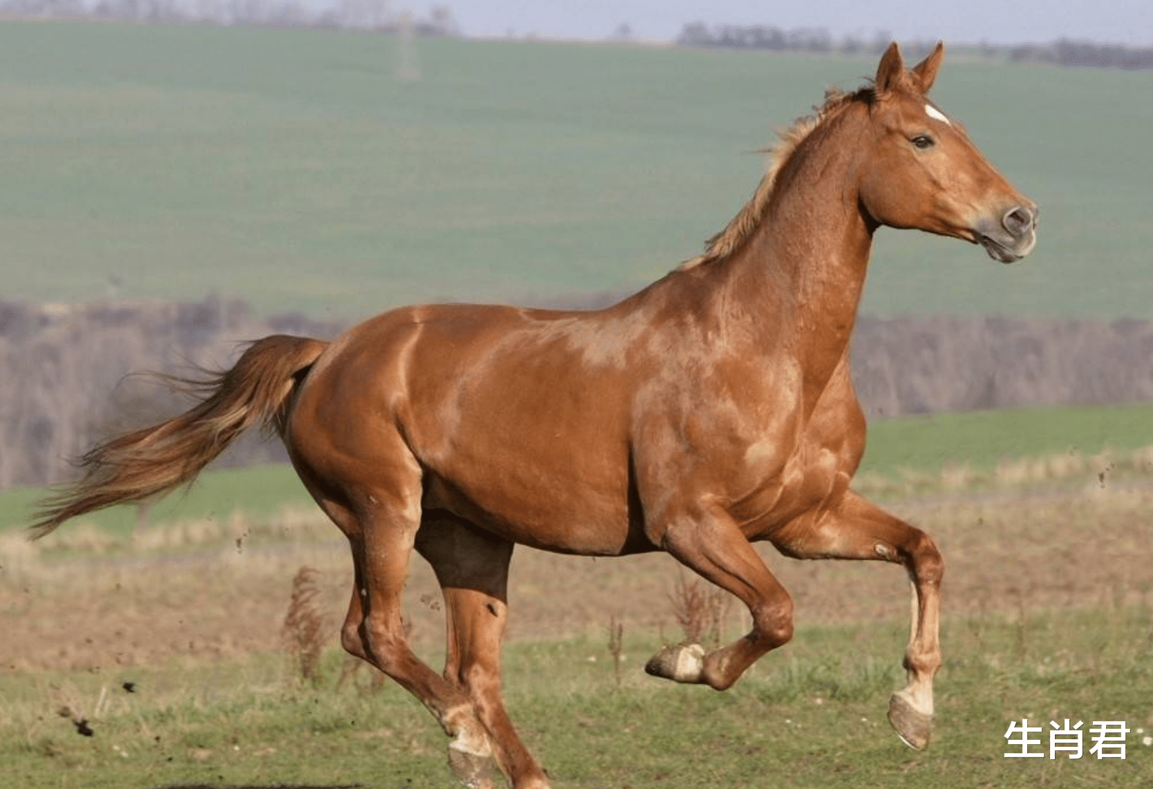 属马|11月8号好运来袭,属马人职场中遇到贵人提携,事业飞黄腾达