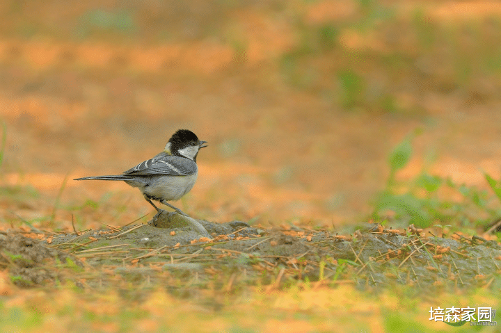  噪音污染对城市中鸟类的影响有多大？