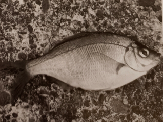 日本|【 日本鲫鱼钓 】浮游矶钓主要目标和场所，日本专业矶钓书籍