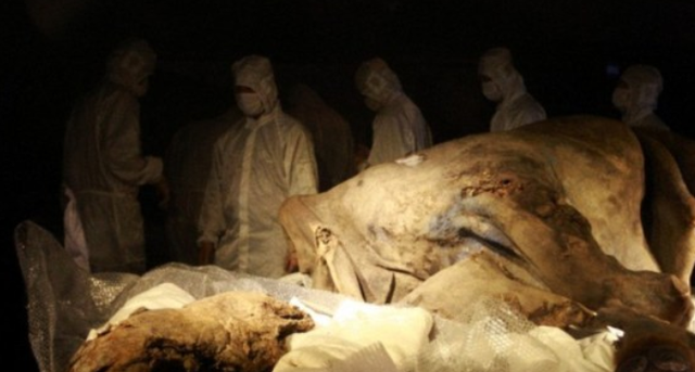 驯鹿 西伯利亚发现史前生物,它们来自万年前,研究者表示不是好消息