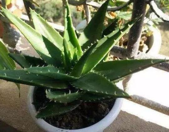 京跃伟哥|4种花像“老母猪”，种一棵，产一窝，被称“生崽小能手”！