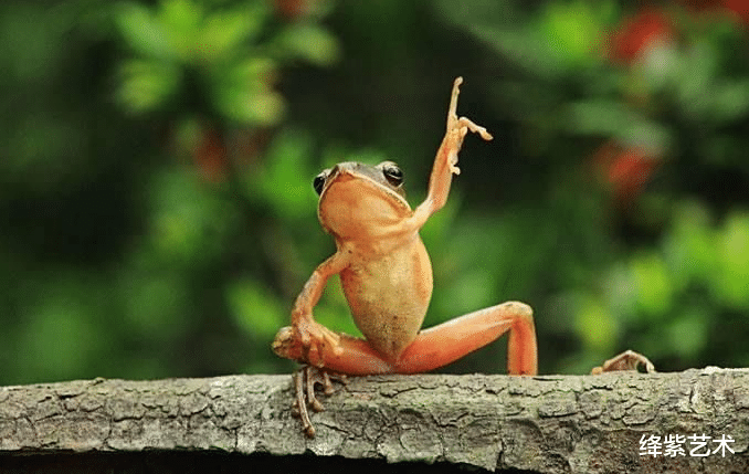 写真|什么情况，青蛙的写真照也能这么可爱？我不允许有人没看过