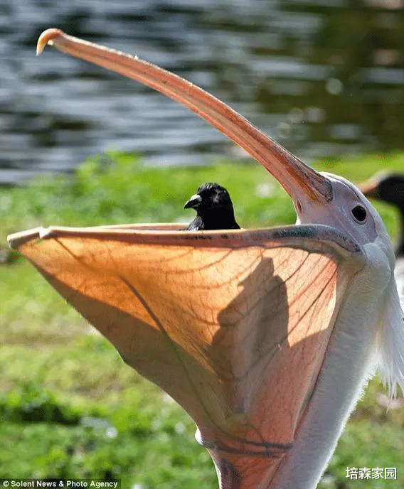  水鸟界的白嫖党