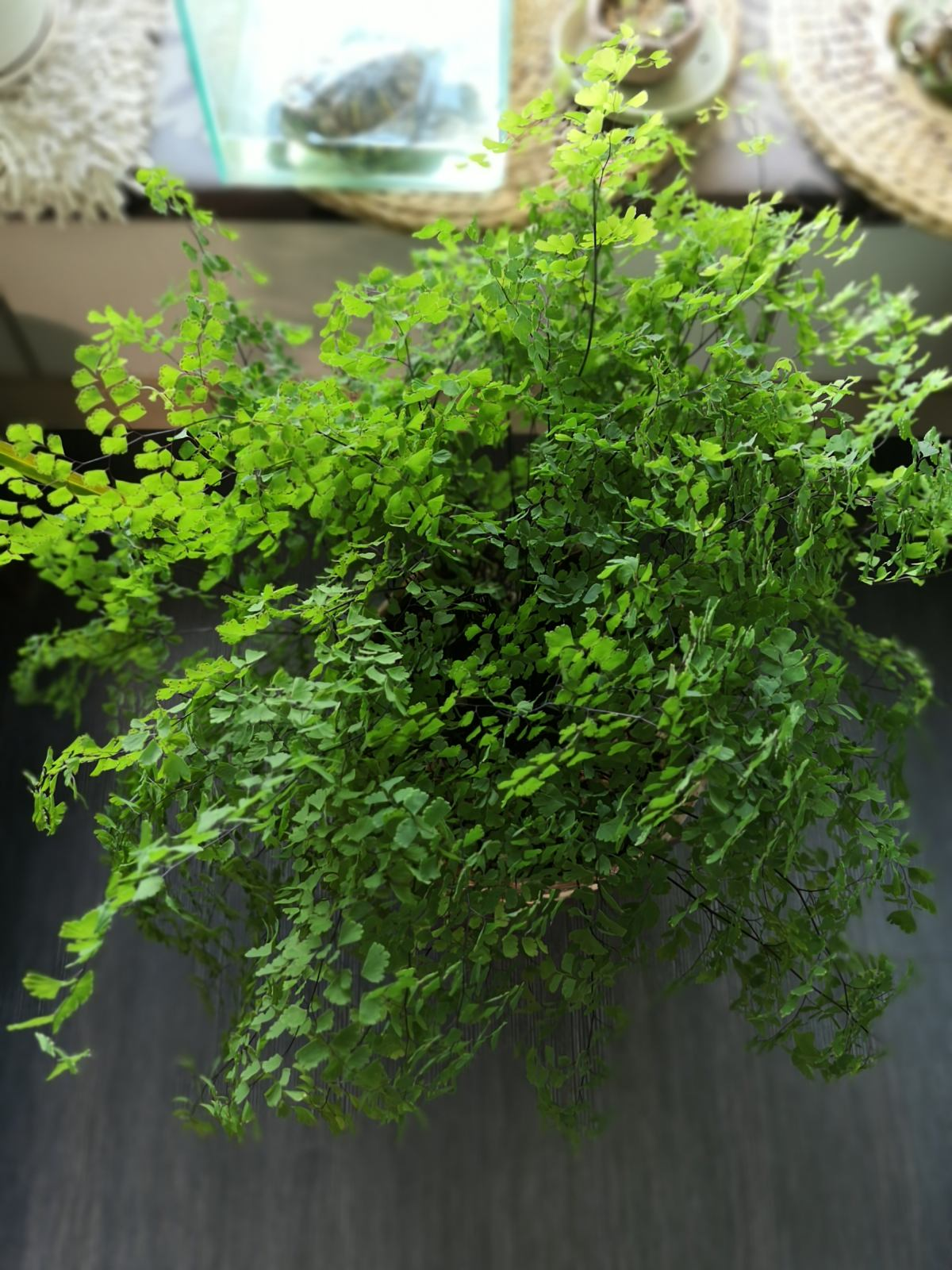 卫生间放4种花,臭味通通跑光,净化空气有一手