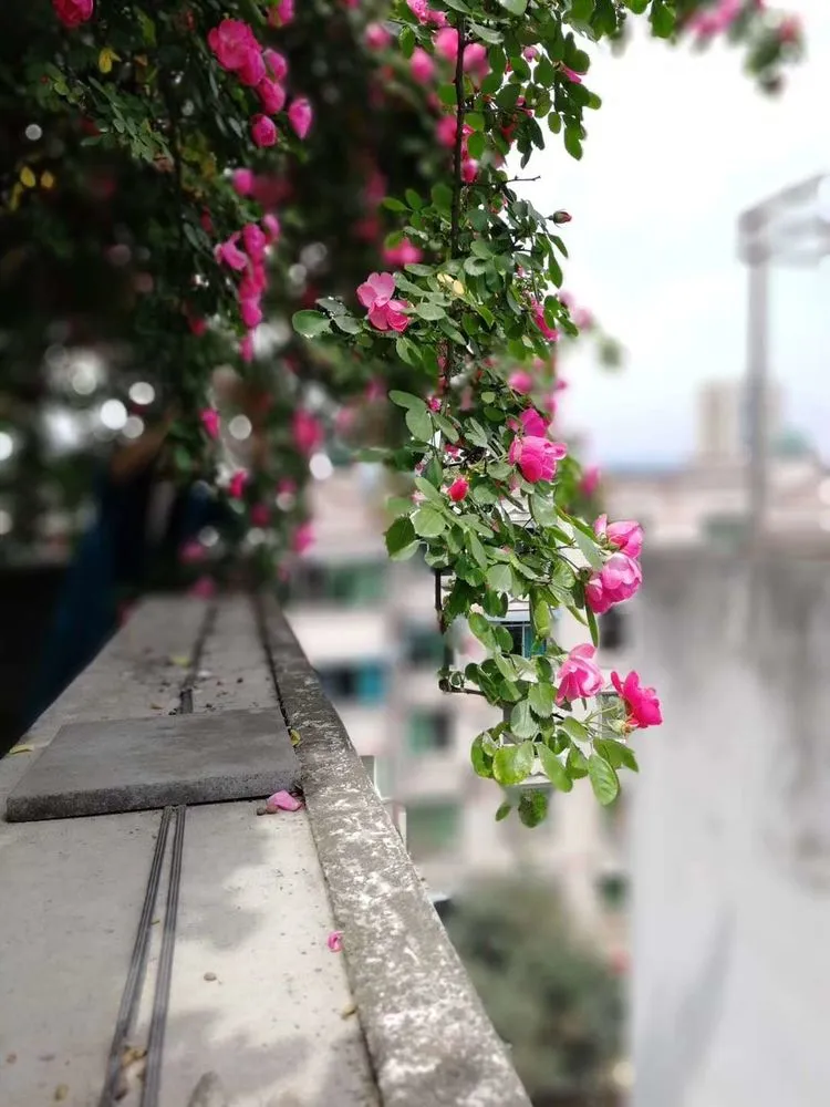 |80㎡露台“造花园”，生活在自己打造的花园里，每天都像在度假