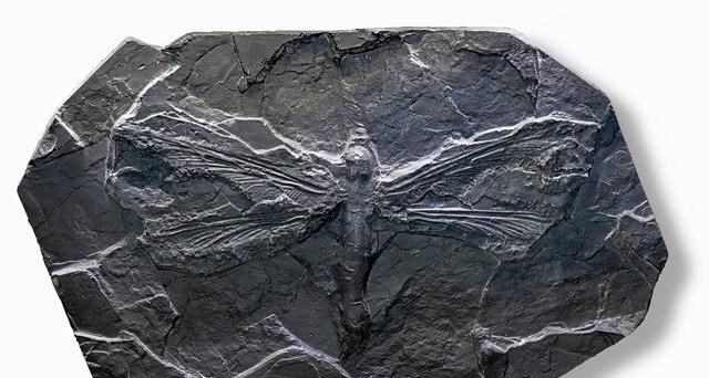 蜻蜓 昆虫界的“王牌飞行员”！捕食成功率高达95%，蜻蜓究竟多神奇？