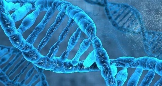 章鱼 为什么说章鱼是“外星生物”?经研究发现,生理构造或很独特