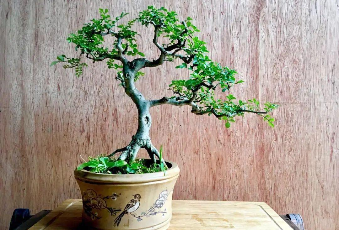 种上阳台 将盆景“肥土”配置得恰到好处，轻轻松松可维持盆中植物的生机！