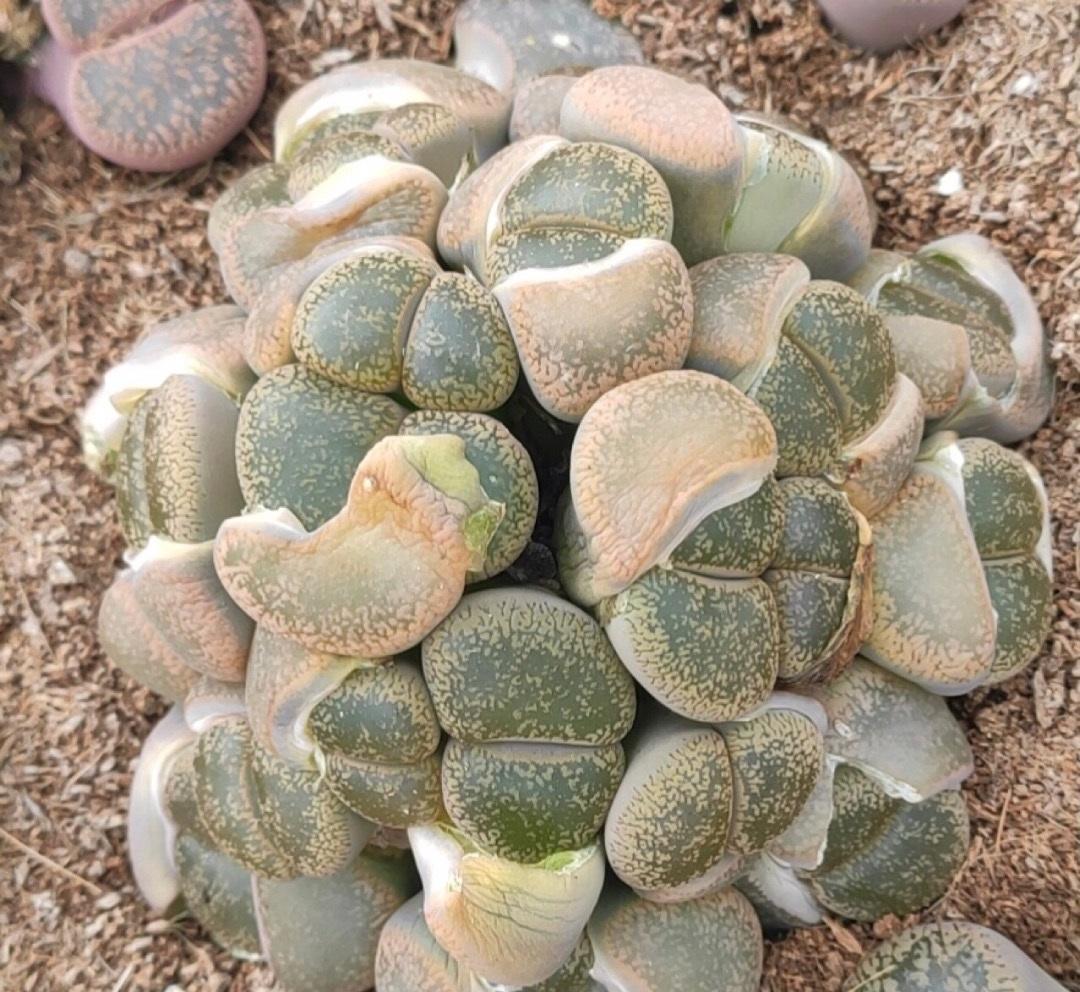 向阳园艺 ?拳头大的生石花，你害怕了吗？一棵生石花，售价800块！