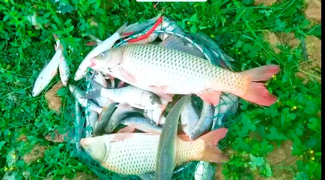 饵料|一个钓鱼人的故事