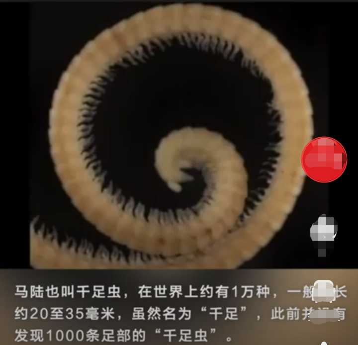真正的千足虫!地球上腿最多的动物被发现,多达1306条腿,咋长的