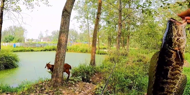 |小伙农村水塘钓黑鱼,遭大婶“抢鱼”,眼红还是别有隐情?