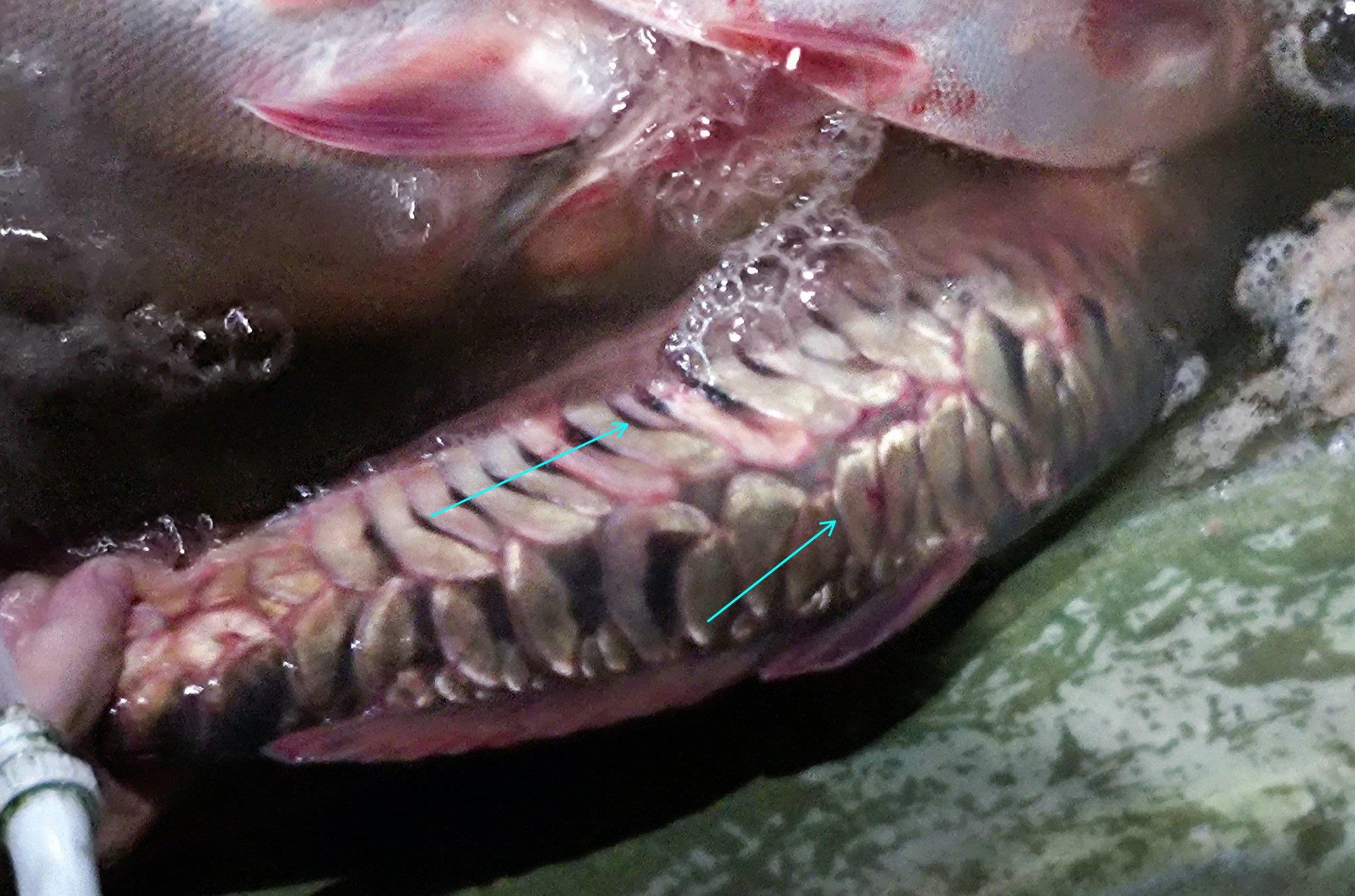 鲤鱼|河南钓友钓起“怪鲤鱼”，有人称很美味，钓友：吃完感觉味道一般