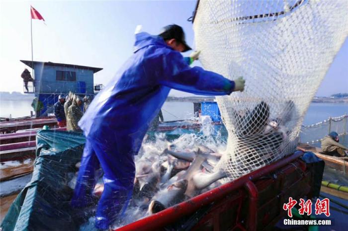 深度调研 “一条鱼三四十元，我还是吃猪肉吧”