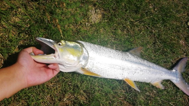 长江|长江严查违规垂钓！多种钓具被“点名”，“一线一钩”将成常态
