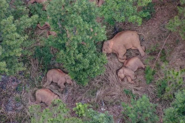 大象 还有人记得云南大象走到哪了吗？