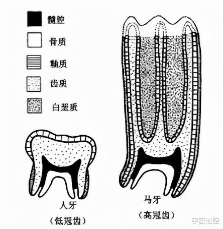 既然是自然选择,为什么动植物们没有因为进化而变得非常难吃?