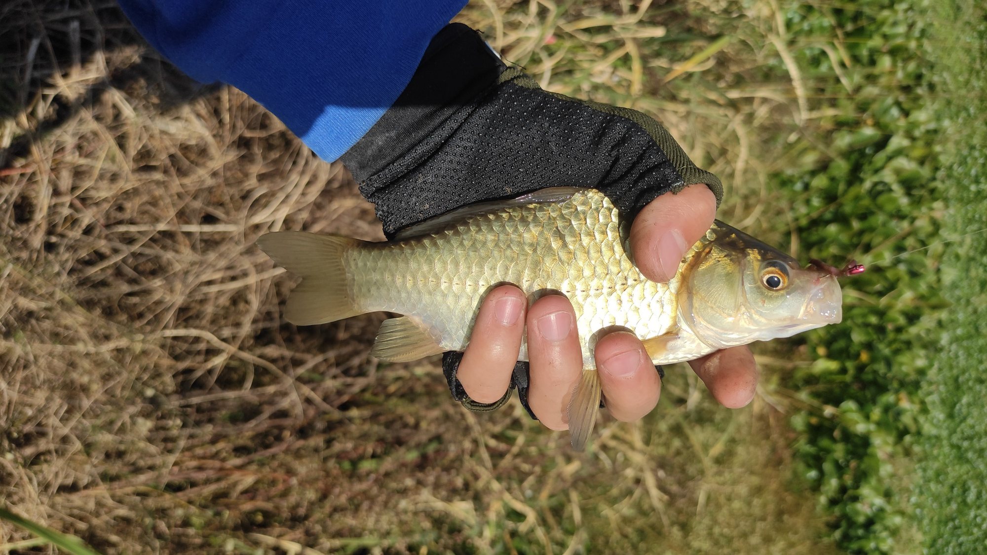 |秋末野钓鲫鱼，还在傻傻打大窝？找准位置才是王道！